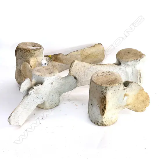 (M45) 4X  BONE VERTEBRAE. LONGEST APPROX 500mm