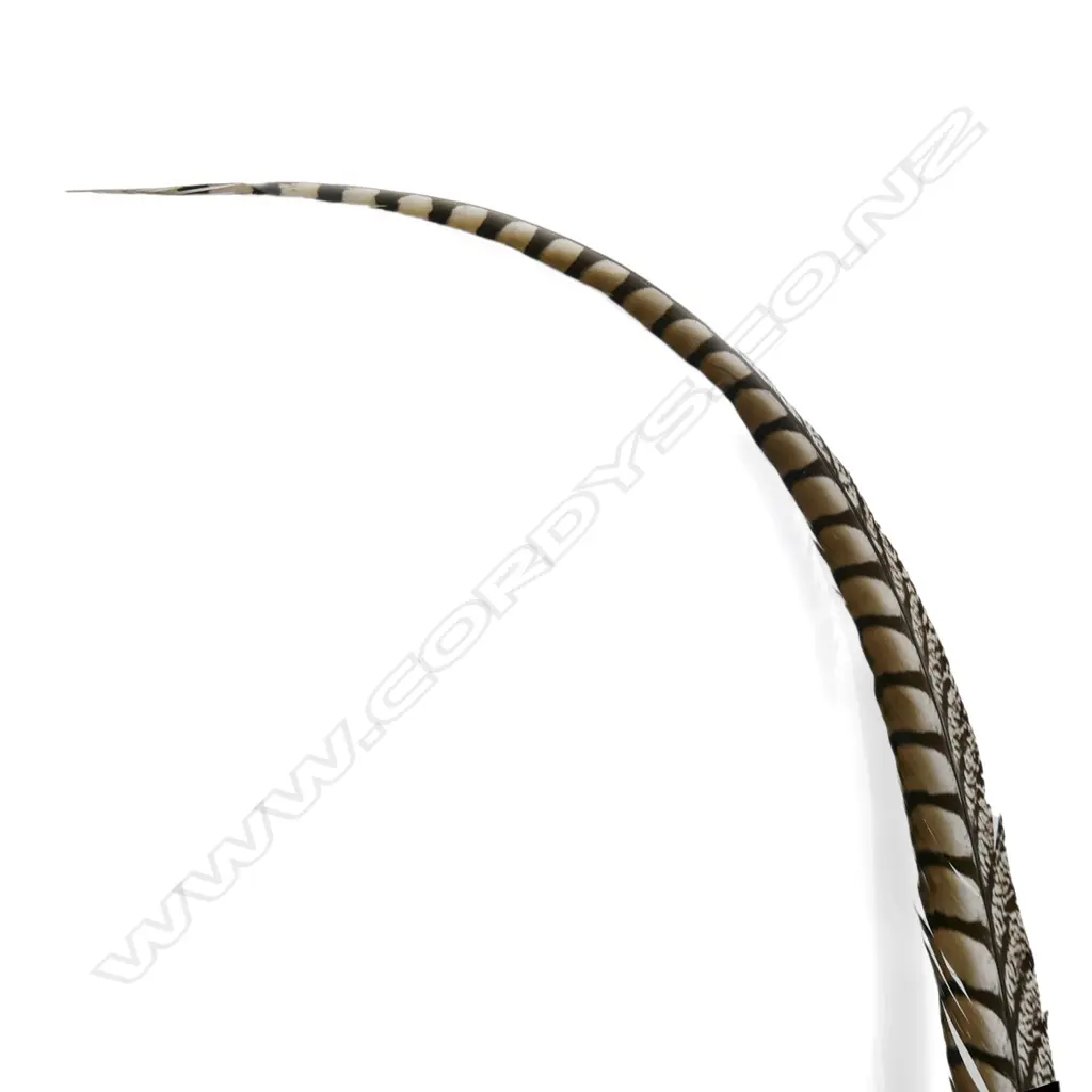 G. A. DUNN & Co., LONDON PITH HELMET w LONG TAIL FEATHER Image 1++