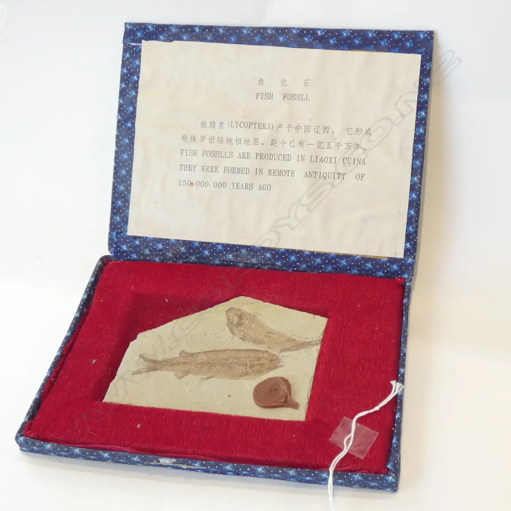 ANCIENT FISH FOSSIL (LYCOPTERA) IN BOX W.115mm Image 1++