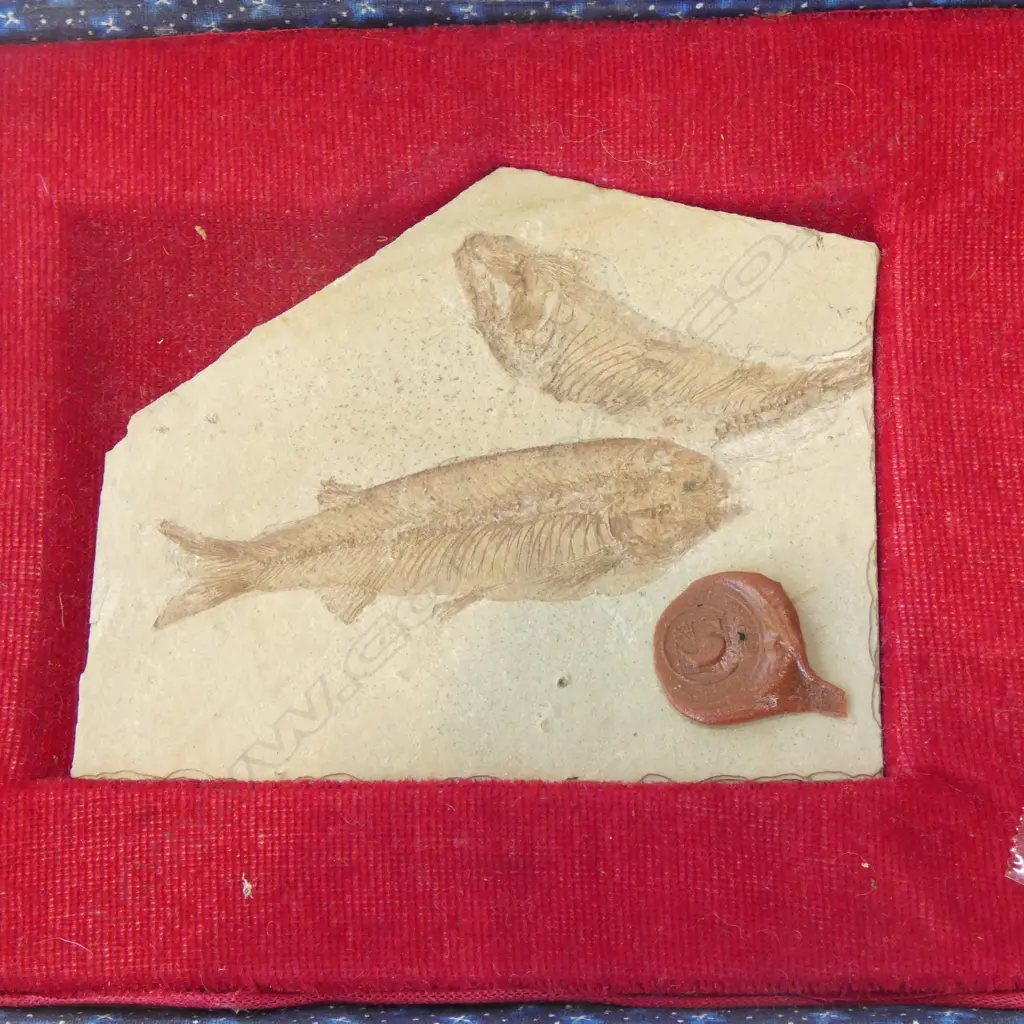 ANCIENT FISH FOSSIL (LYCOPTERA) IN BOX W.115mm Image 1++