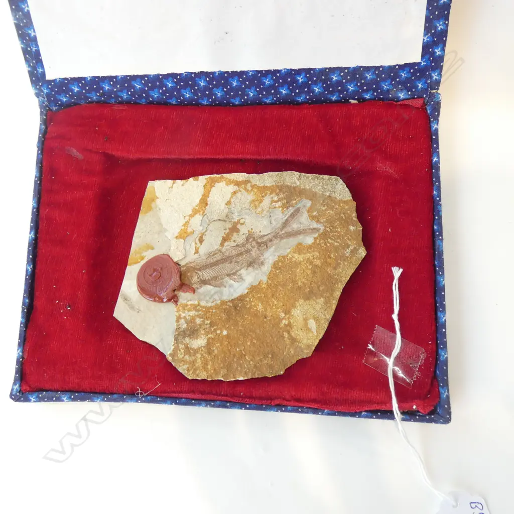 ANCIENT FISH FOSSIL (LYCOPTERA) IN BOX W.125mm Image 1++