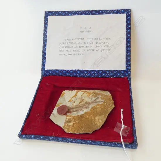 ANCIENT FISH FOSSIL (LYCOPTERA) IN BOX W.125mm