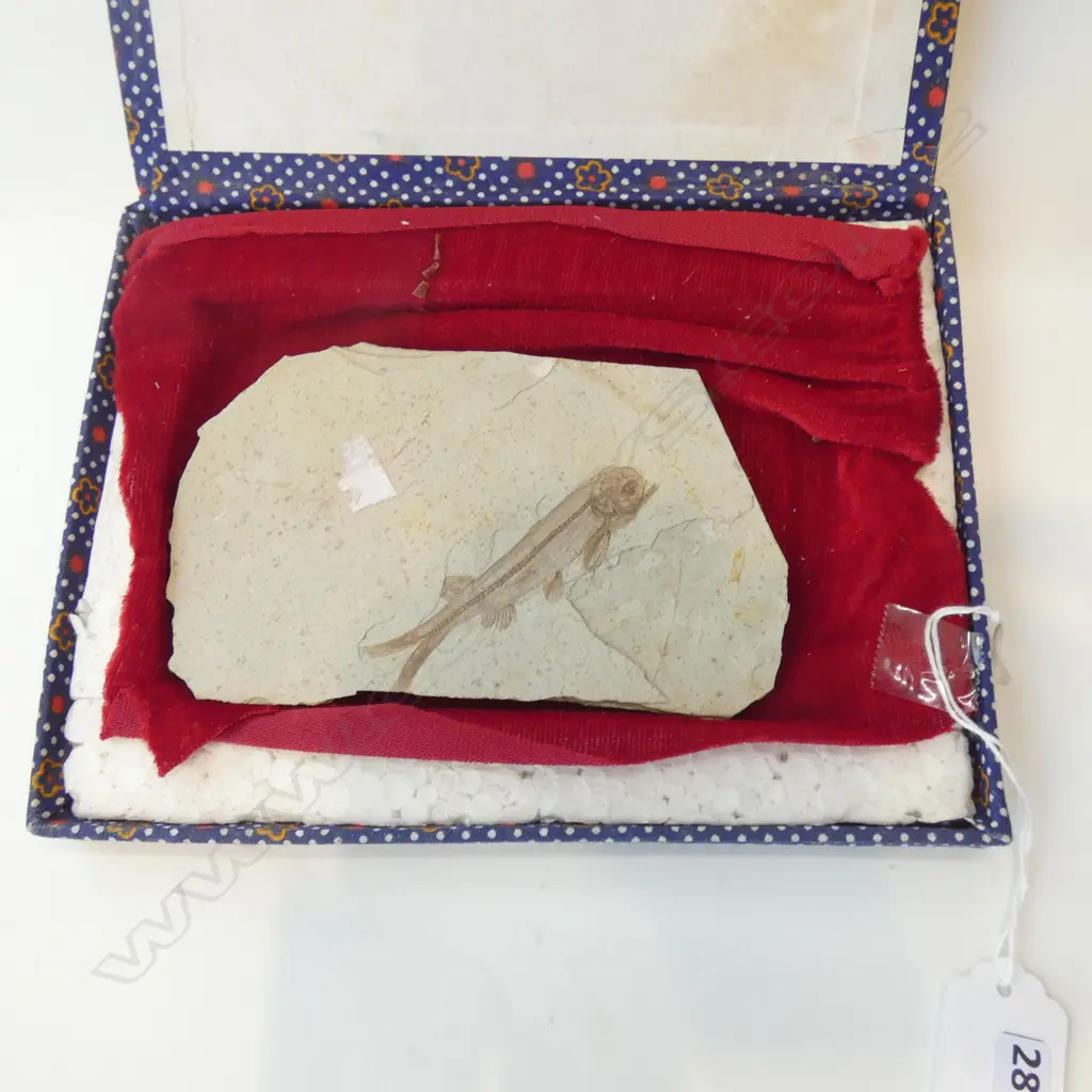 ANCIENT FISH FOSSIL (LYCOPTERA) IN BOX W.140mm Image 1++