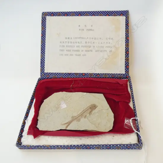 ANCIENT FISH FOSSIL (LYCOPTERA) IN BOX W.140mm