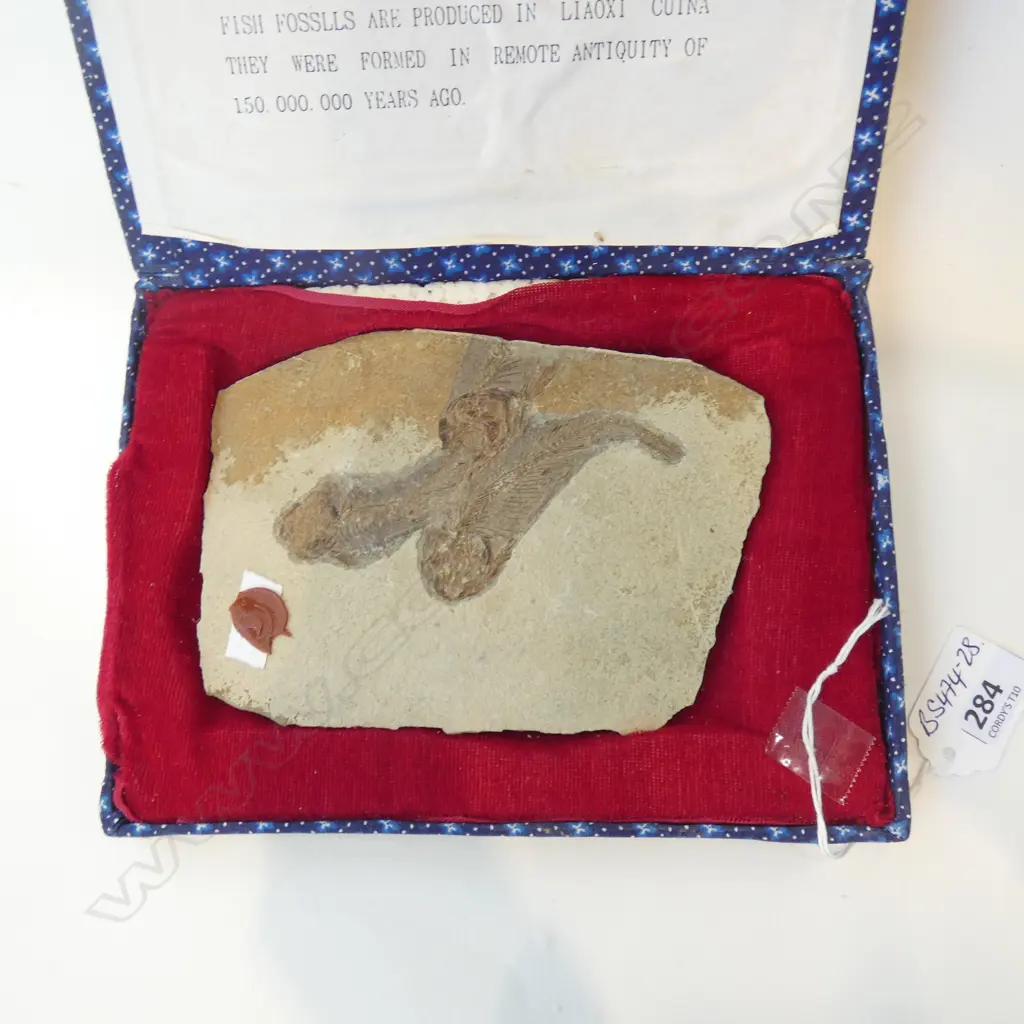 ANCIENT FISH FOSSIL (LYCOPTERA) IN BOX W.150mm Image 1++