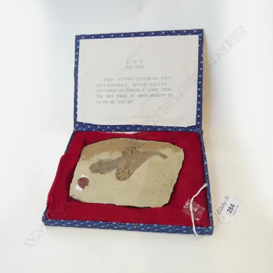ANCIENT FISH FOSSIL (LYCOPTERA) IN BOX W.150mm