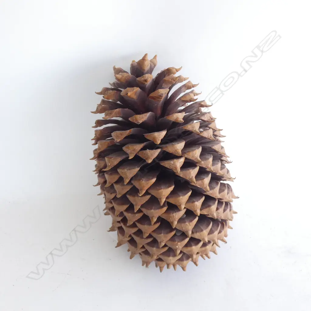 LG PINECONE L 270MM Image 1++