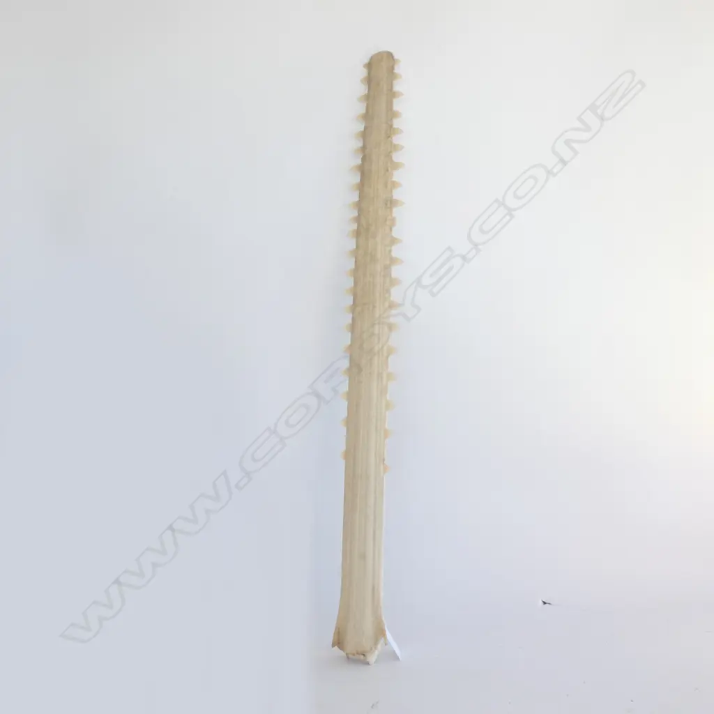 SAWFISH BILL L.620mm Image 1++