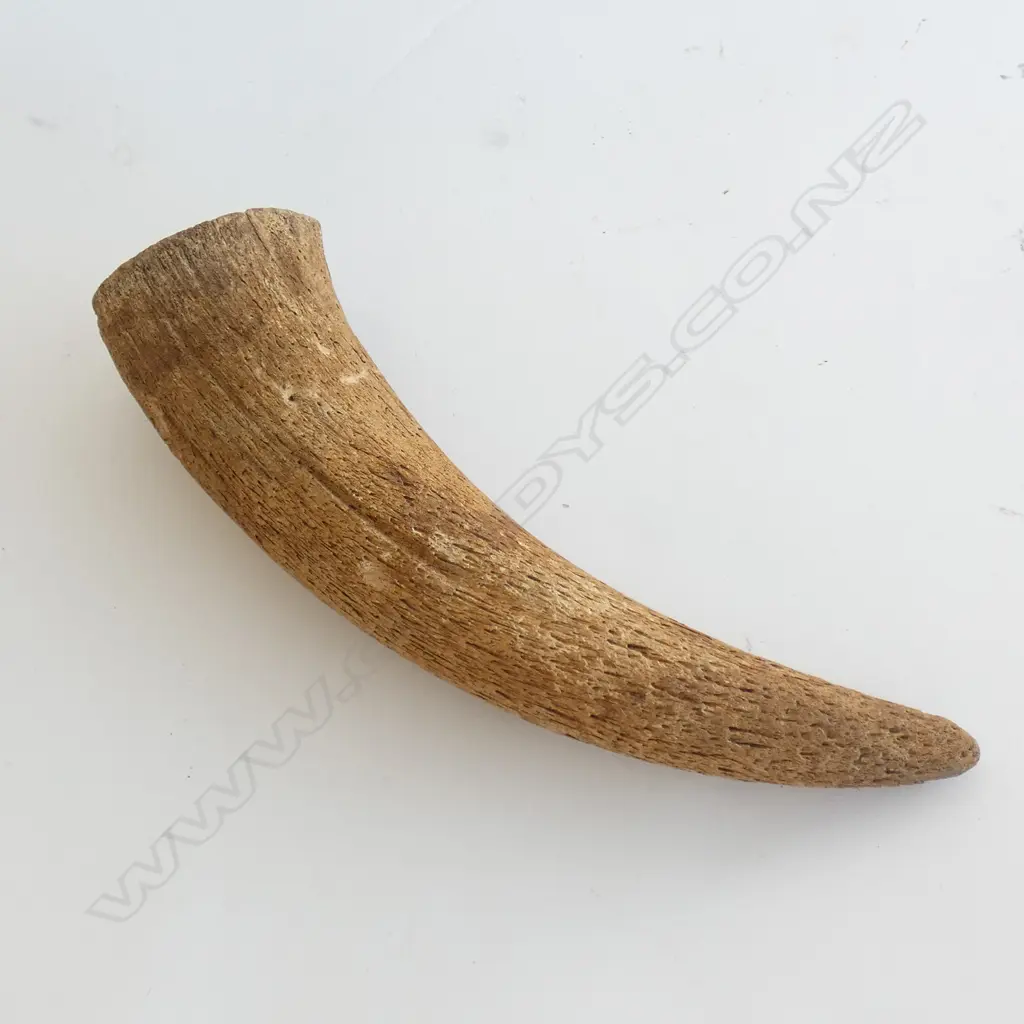 OLD ANIMAL HORN L.335MM. Image 1++