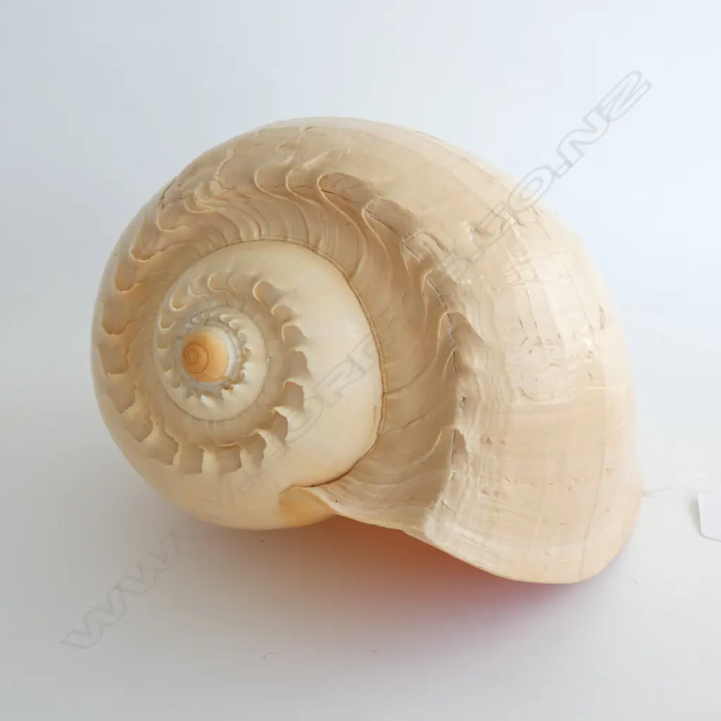LARGE MELO AMPHORA 'GIANT BAILER' SHELL L.250mm Image 1++