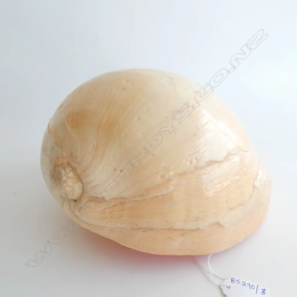 LARGE MELO AMPHORA 'GIANT BAILER' SHELL L.300mm Image 1++
