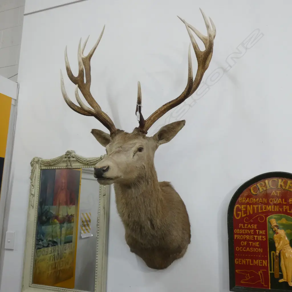 12 POINTER RED DEER STAG HEAD Image 1++