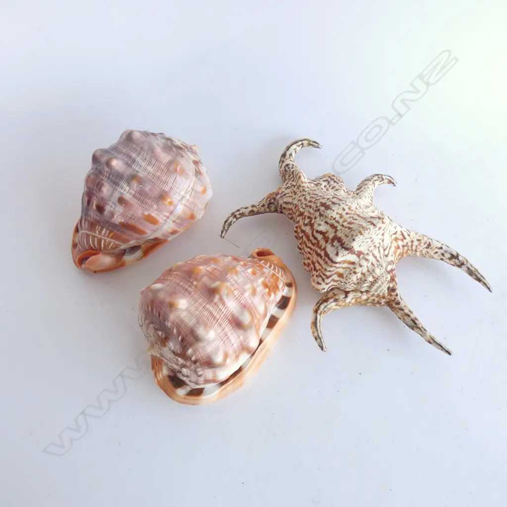3 SHELLS; 1  LAMBIS CHIRAGRA Image 1++