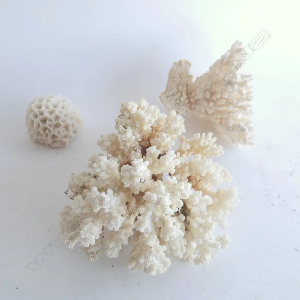 BOX OF WHITE CORAL; BRAIN & 2 BRANCH Image 1++