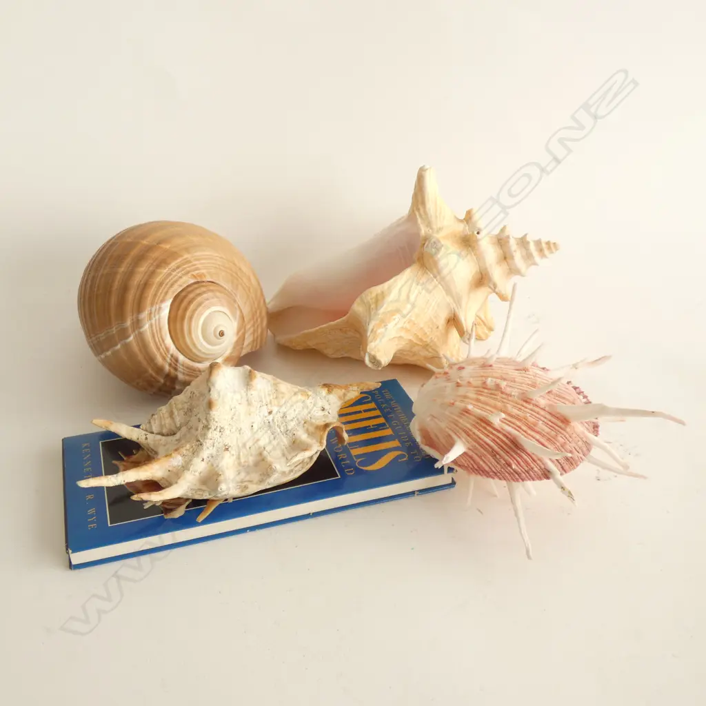 4 LARGE SHELLS + REFERENCE BOOK Image 1++