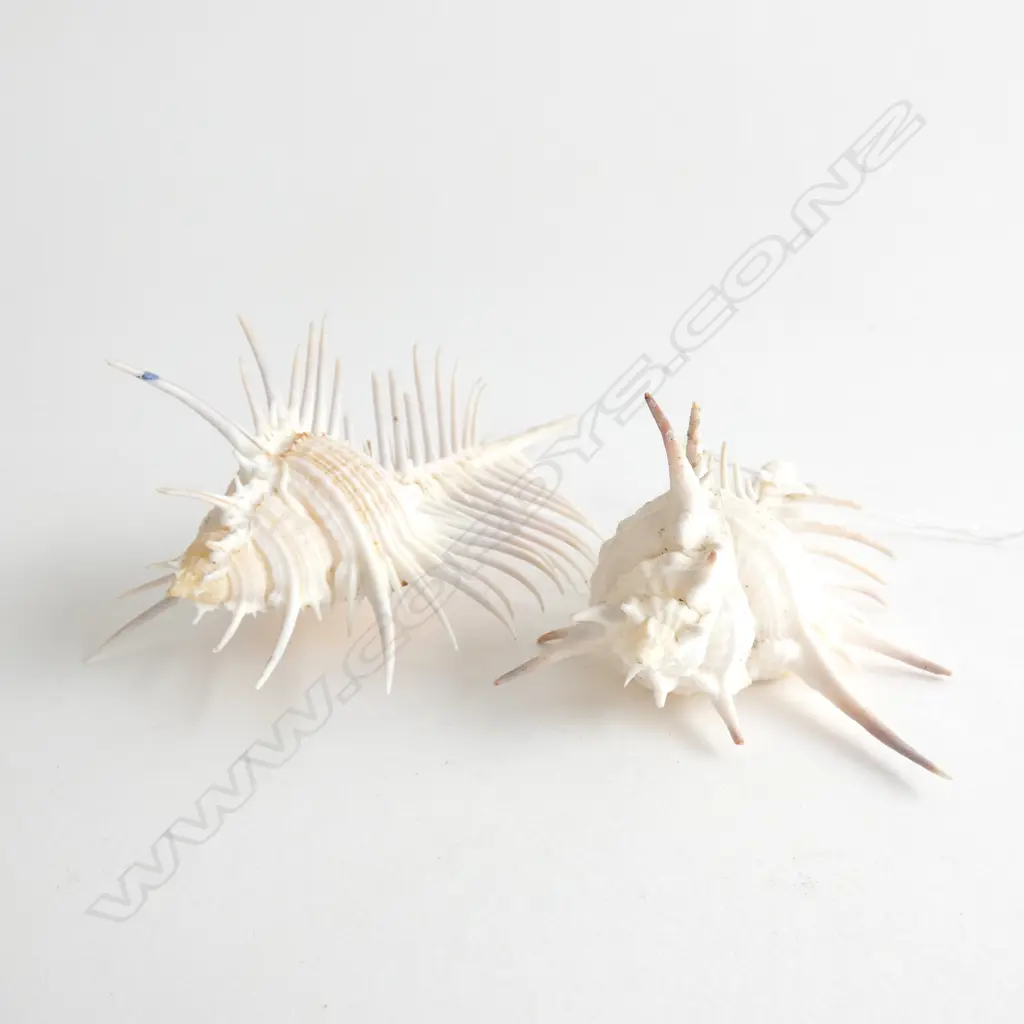 2 VENUS COMB SHELLS L.130mm Image 1++