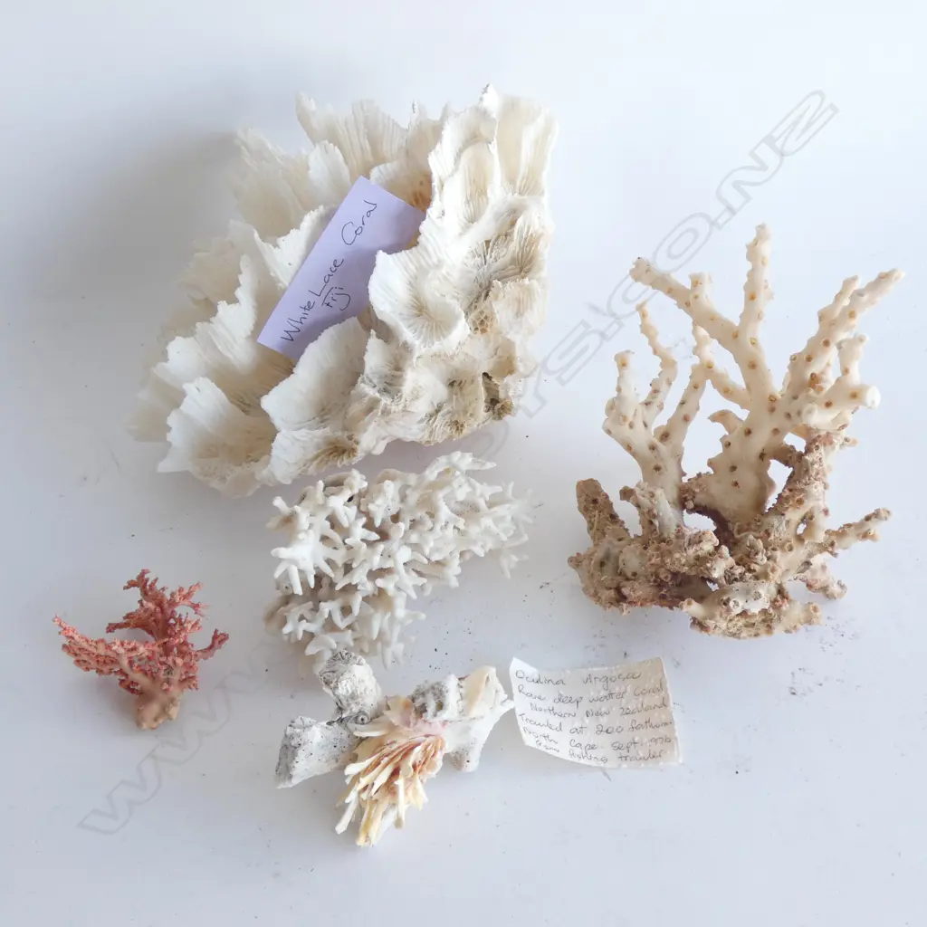 FIJIAN WHITE LACE CORAL + ASST BRANCH CORALS Image 1++