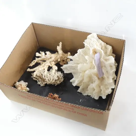 FIJIAN WHITE LACE CORAL + ASST BRANCH CORALS