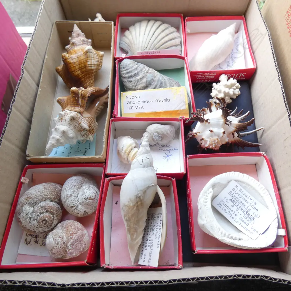 SHELL COLLECTION... Image 1++