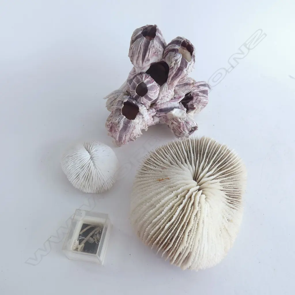 2 MUSHROOM CORALS + A LARGE EXOTIC BARNICLE GROUP ETC Image 1++