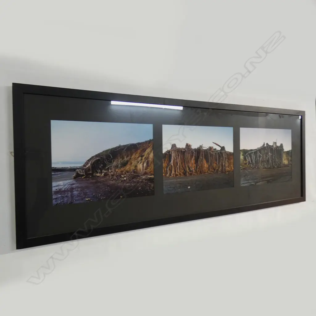 CAREY-LEIGH STAUNTON 'ENCLOSING AN OCEAN - MANUKAU HARBOUR - ROOT SERIES' PHOTOGRAPHY TRIPTYCH 550x1520mm overall  Image 1++