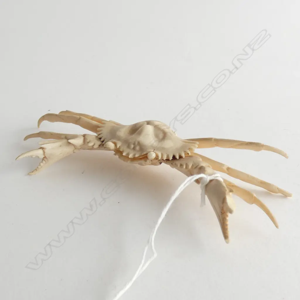 OLD CARVED IVORY CRAB. SOME LOSES. W.130mm Image 1++