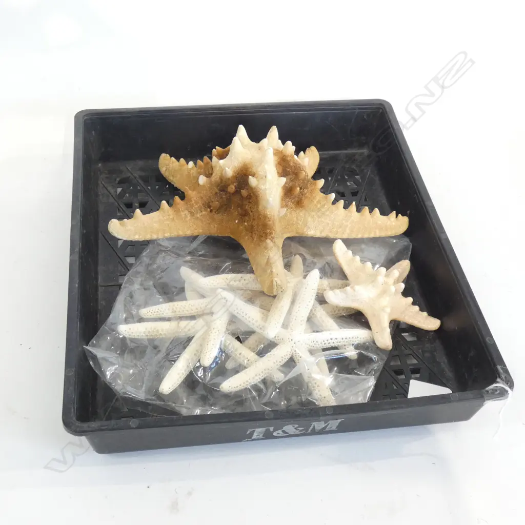 TRAY OF ASST. STARFISH Image 1++
