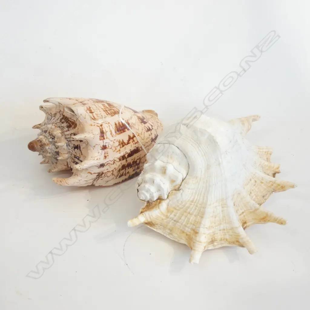 2 'SPIDER' TYPE SHELLS L.200mm Image 1++