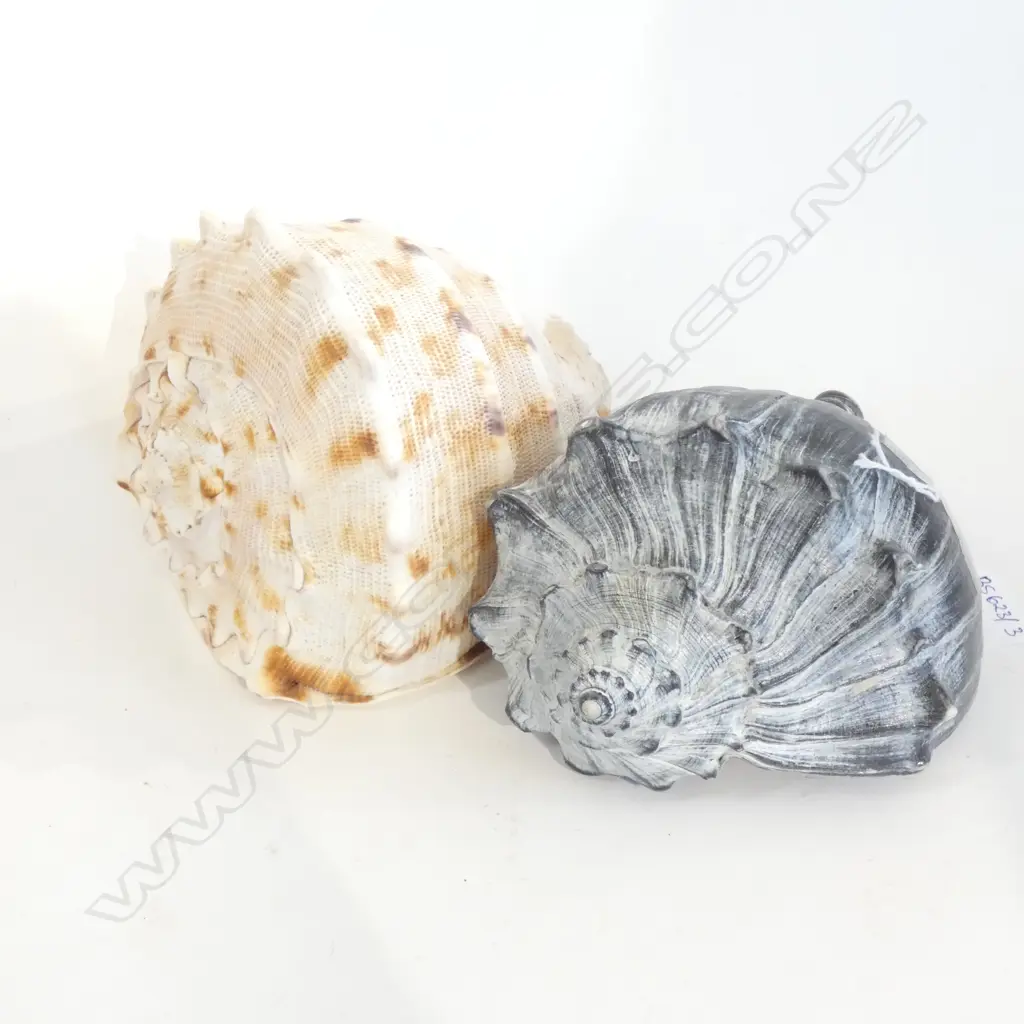 2 SHELLS; 1 NATURALLY BLACK L.210mm Image 1++