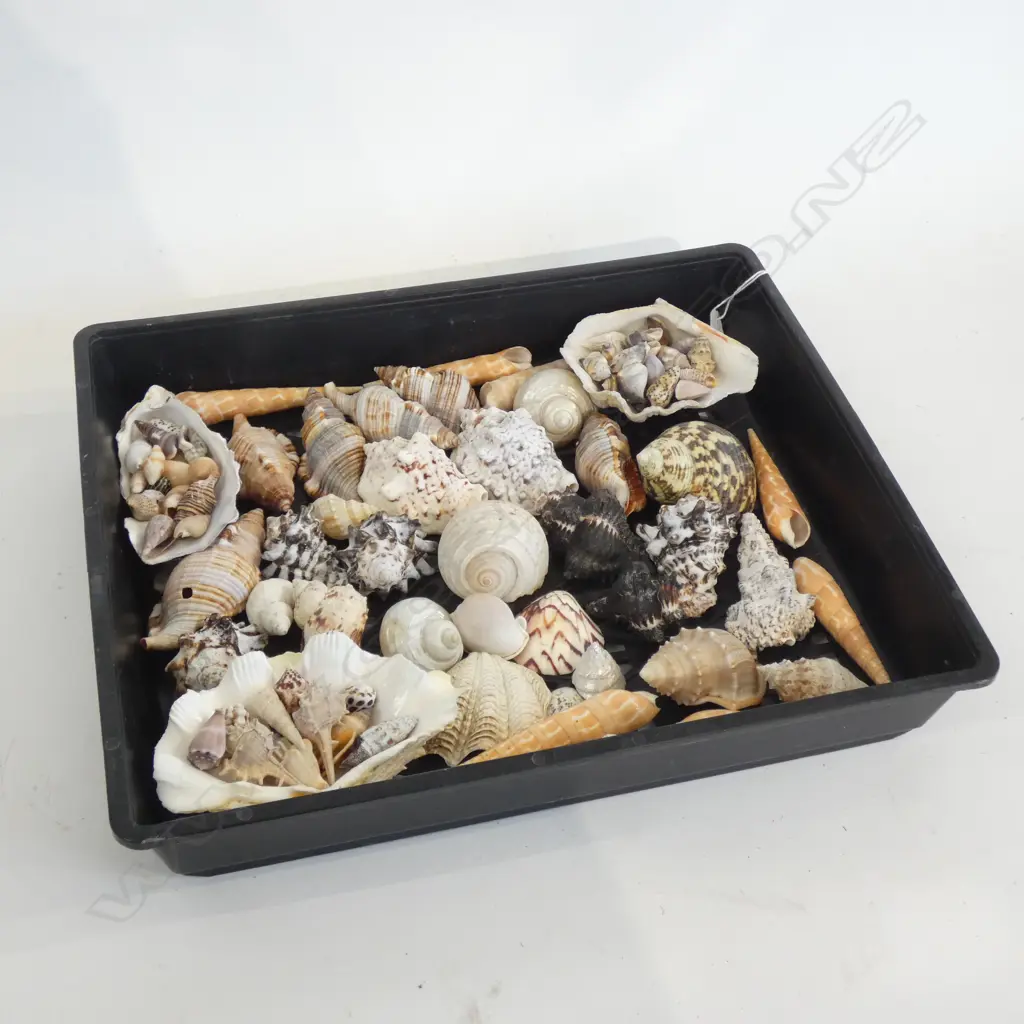 TRAY OF ASST. SHELLS Image 1++