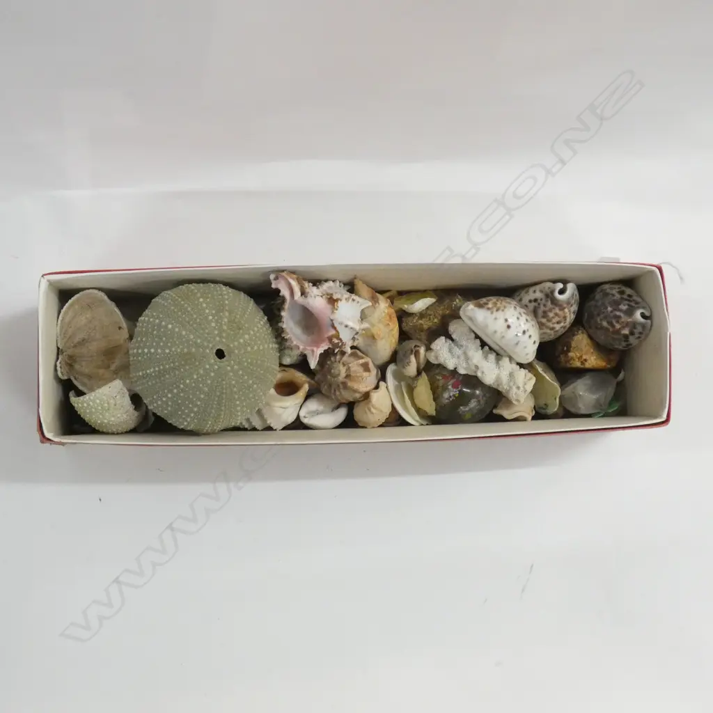 BOX LOT ASST. SHELLS  Image 1++