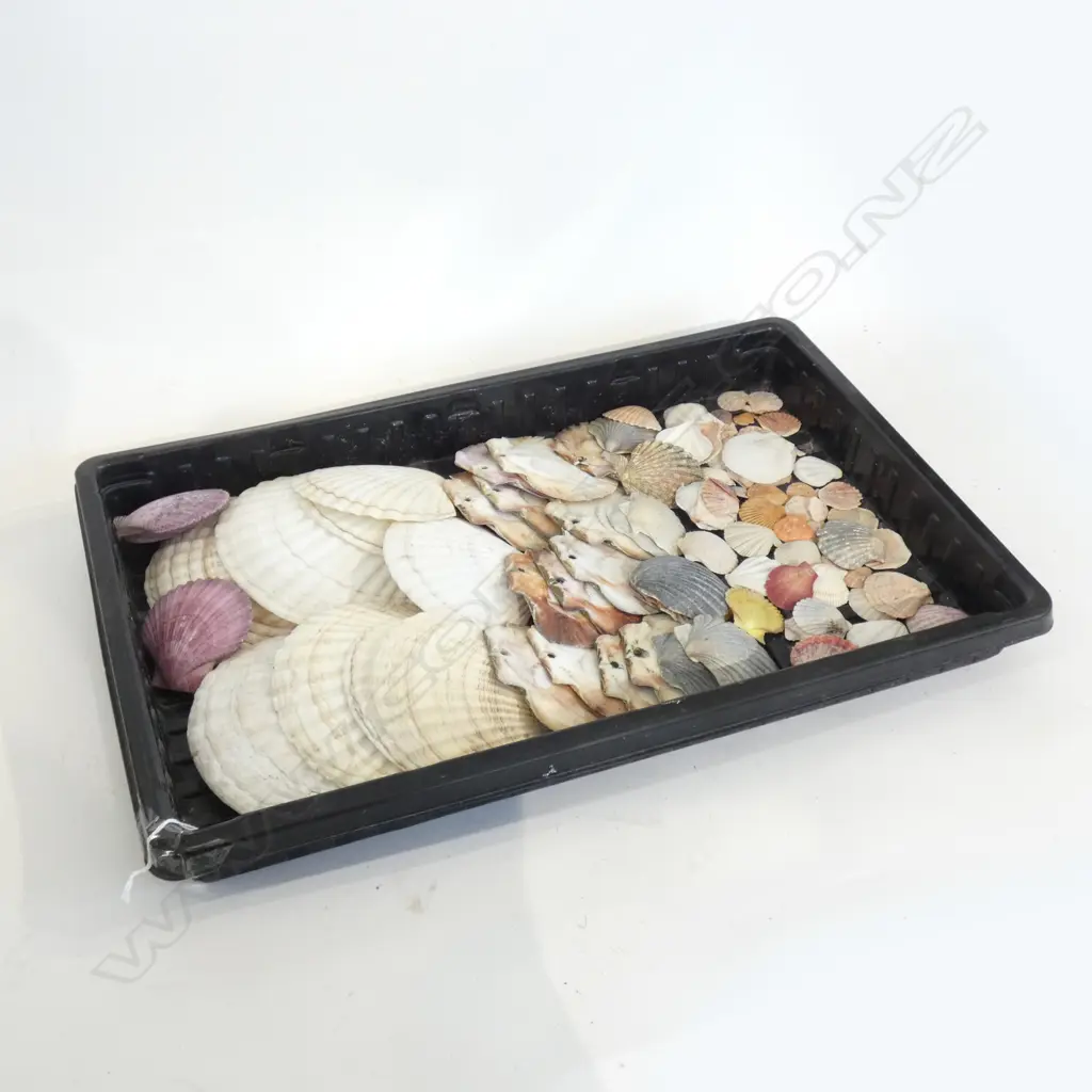TRAY OF ASST. SCALLOP SHELLS Image 1++