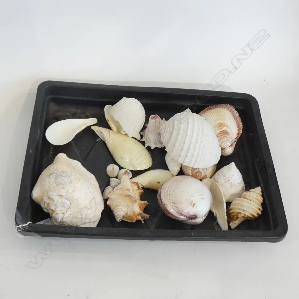 TRAY OF ASST. SHELLS Image 1++