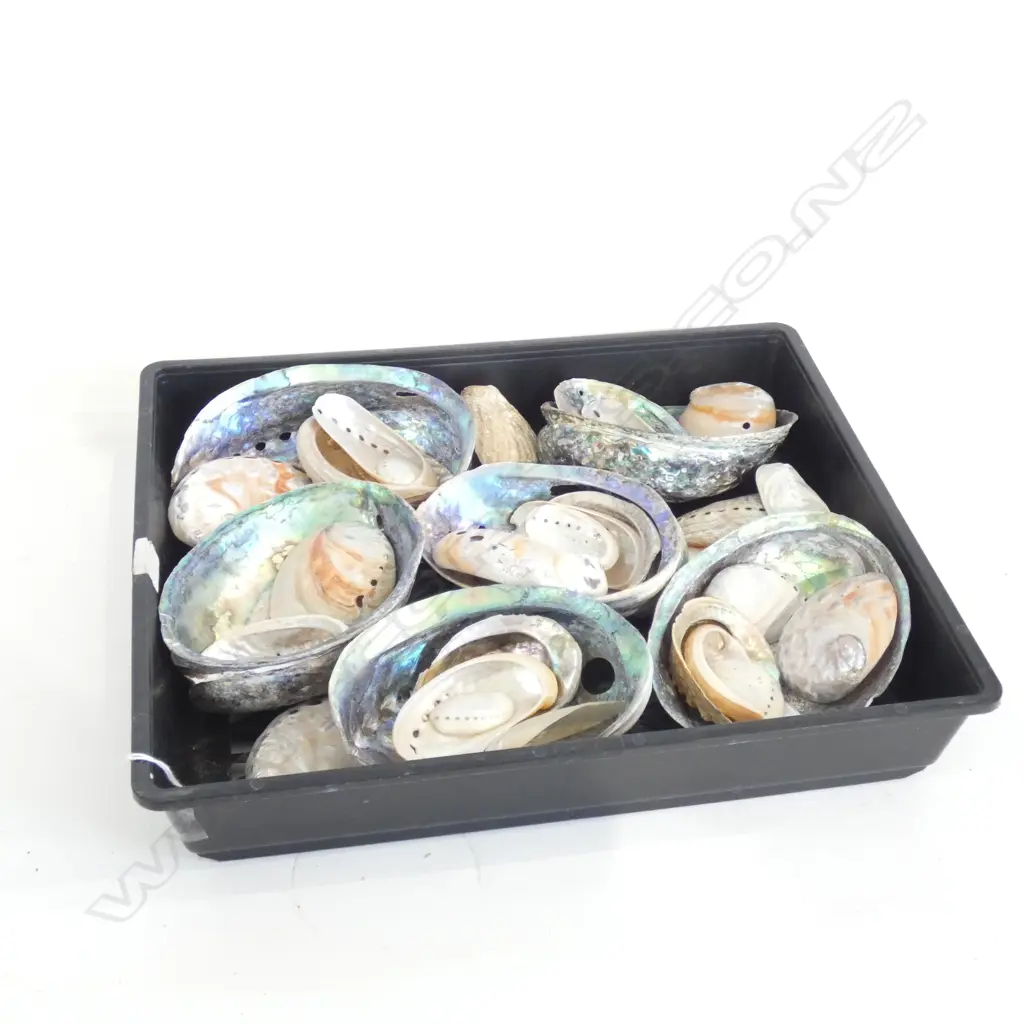 TRAY OF PAUA SHELLS  Image 1++