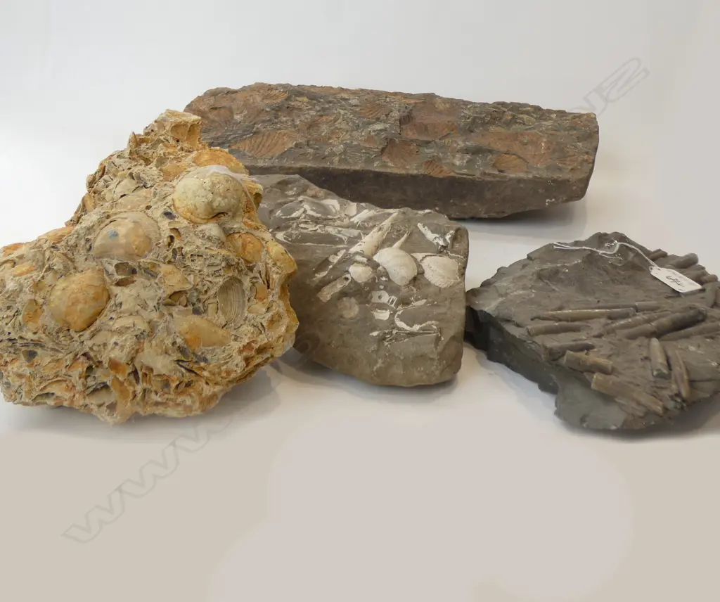 4 TRIASSIC FOSSIL CONGLOMERATES: SHELLS & BELEMNITE Image 1++
