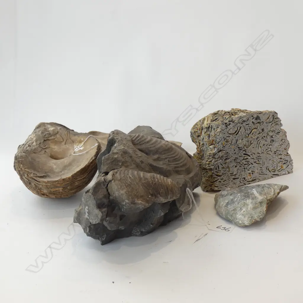 4 TRIASSIC SHELL FOSSILS Image 1++