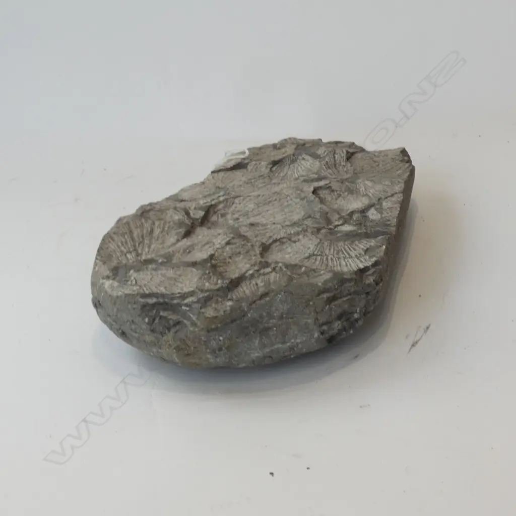 LGE TRIASSIC SCALLOP SHELL FOSSIL CONGLOMERATE Image 1++