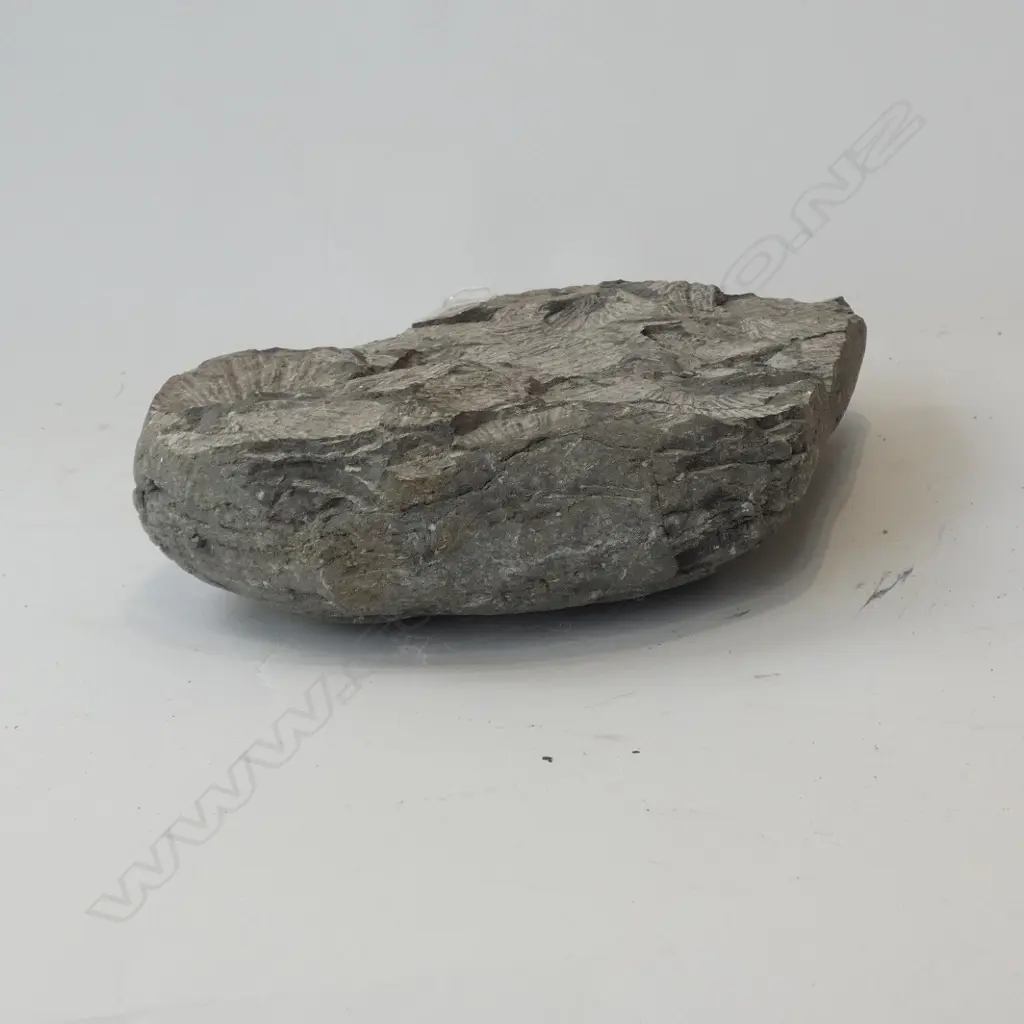 LGE TRIASSIC SCALLOP SHELL FOSSIL CONGLOMERATE Image 1++