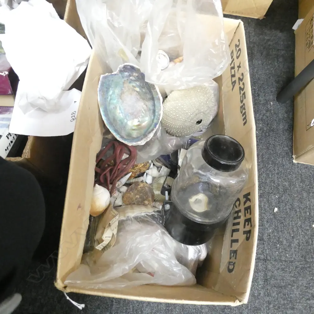 BOX LOT ASST. SHELLS, COINS ETC Image 1++