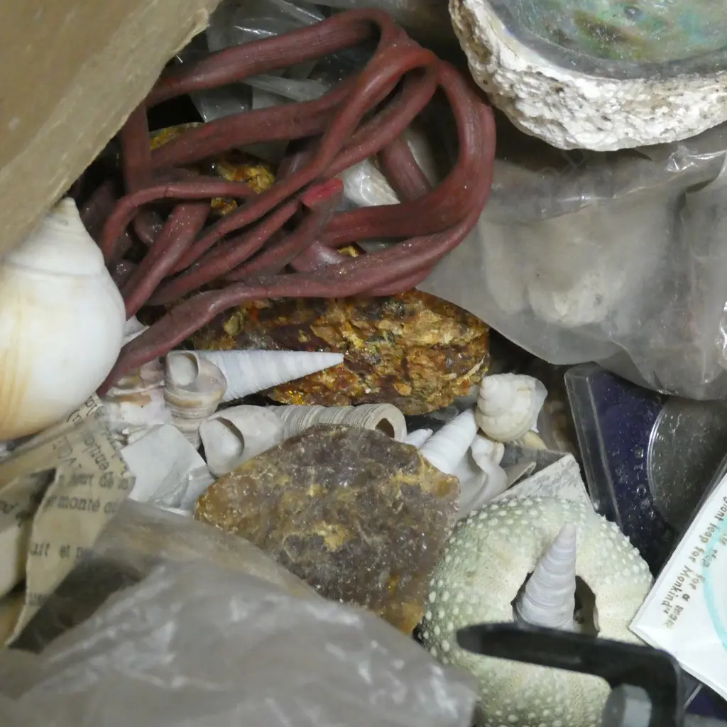 BOX LOT ASST. SHELLS, COINS ETC Image 1++