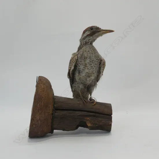TAXIDERMY SPOTTED WOOD PECKER ON BRANCH H.240mm