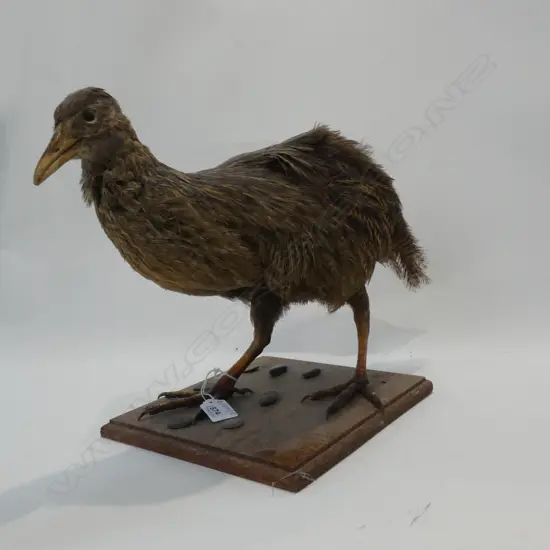 TAXIDERMY BIRD FULL MOUNT L.460mm