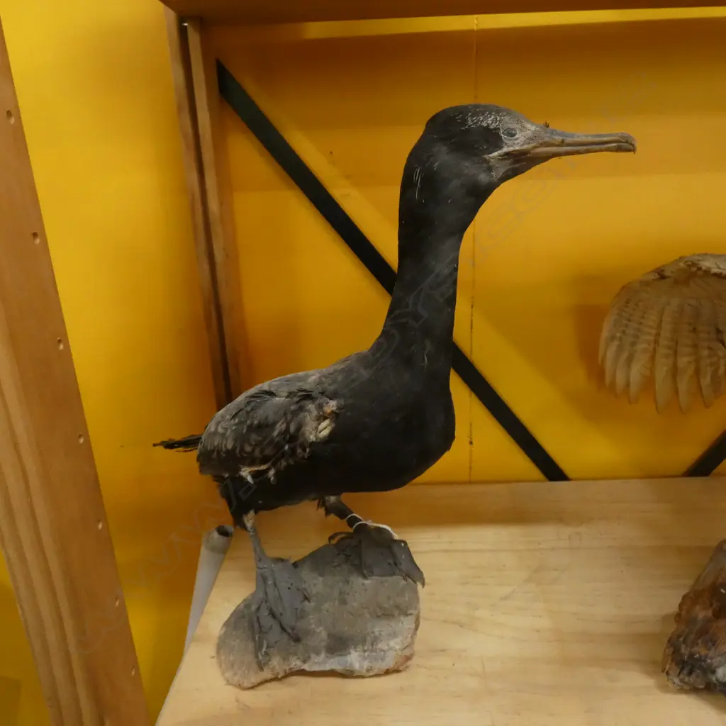 TAXIDERMY SHAG A/F H.390mm Image 1++