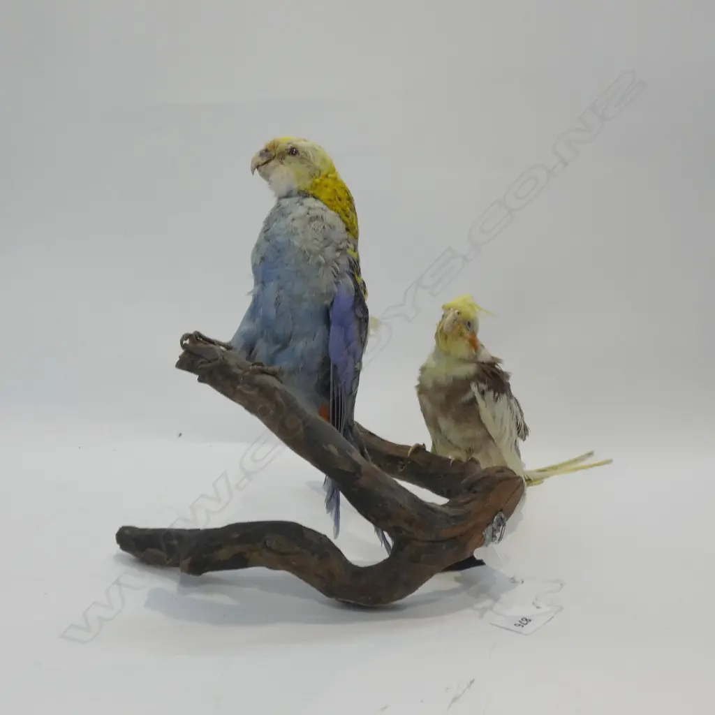 TAXIDERMY SHAG A/F H.390mm Image 1++