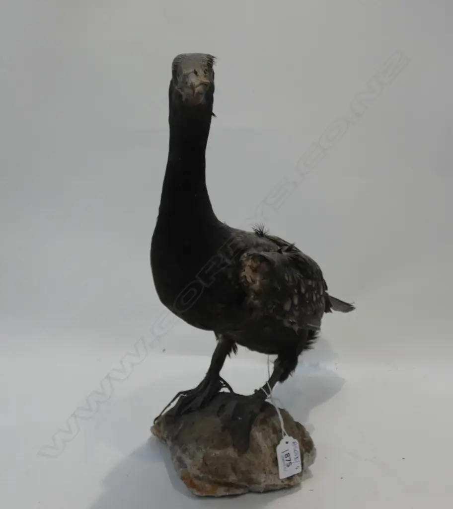TAXIDERMY SHAG A/F H.390mm Image 1++