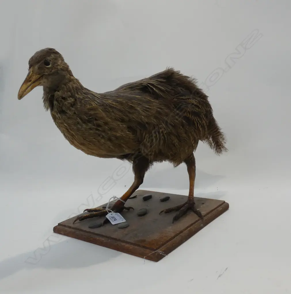 TAXIDERMY SHAG A/F H.390mm Image 1++
