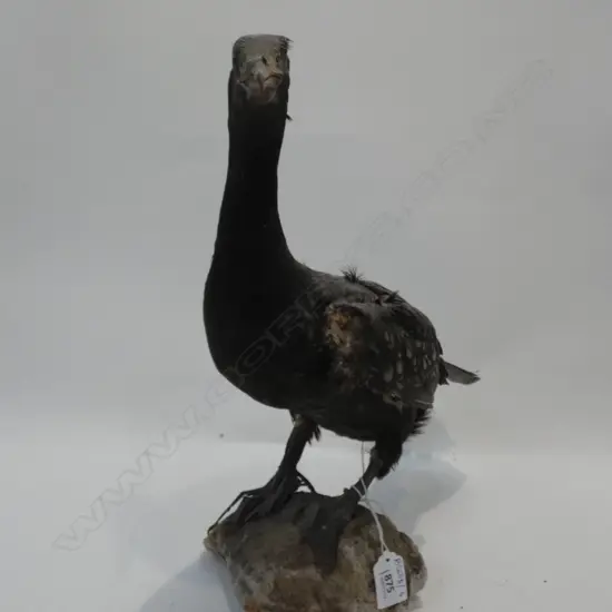 TAXIDERMY SHAG A/F H.390mm