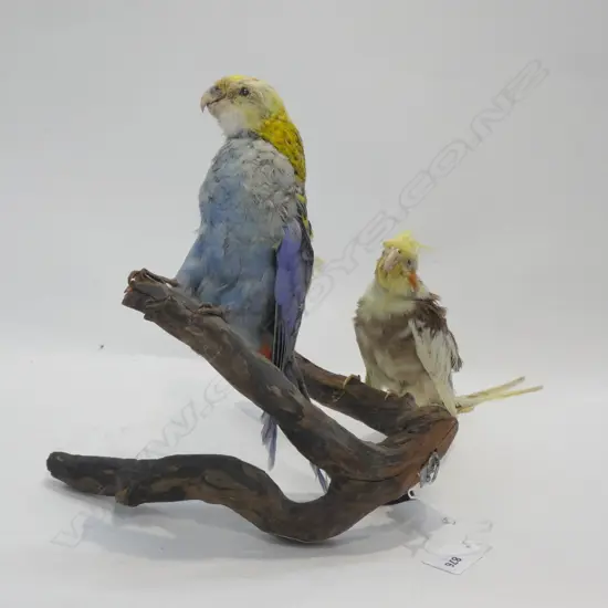 2 TAXIDERMY PARROTS ON BRANCH
