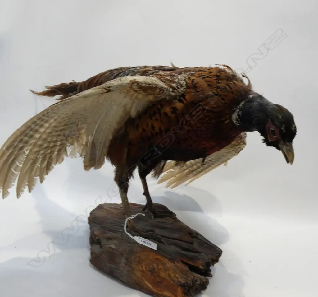 TAXIDERMY EURASIAN JAY BIRD ON BRANCH H.300mm Image 1++