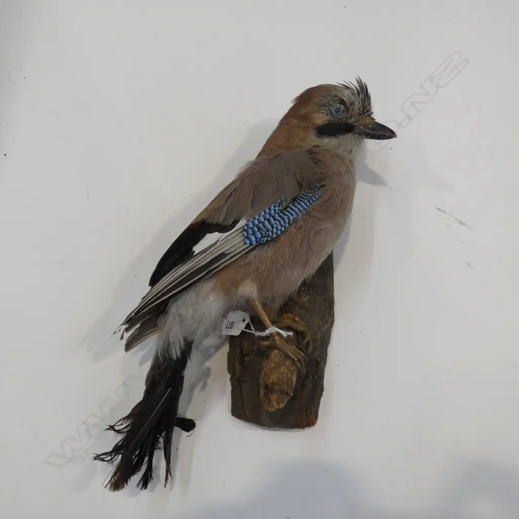TAXIDERMY EURASIAN JAY BIRD ON BRANCH H.300mm Image 1++